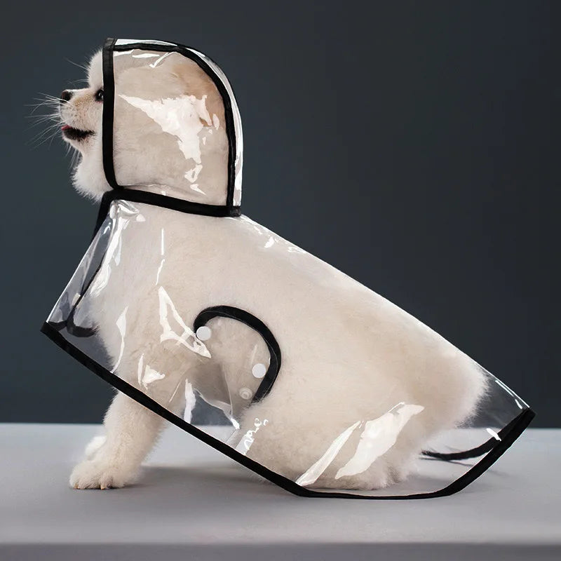 Ein weißer Hund mit einem klaren, wasserdichten Regenmantel mit schwarzem Rand vor grauem Hintergrund.
