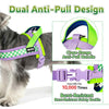 Un chien gris portant un harnais anti-traction double de couleur violette et vert lime.