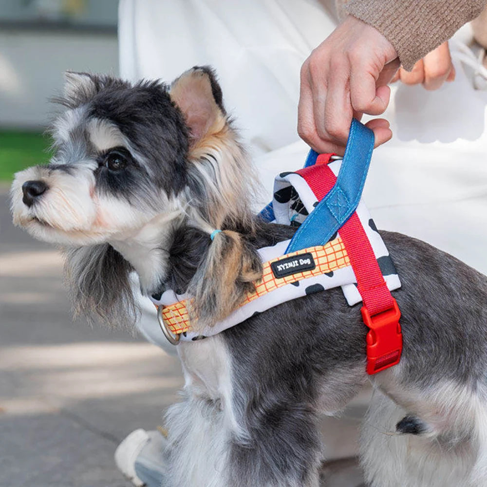 A small gray and white dog wearing an adjustable harness and leash set.