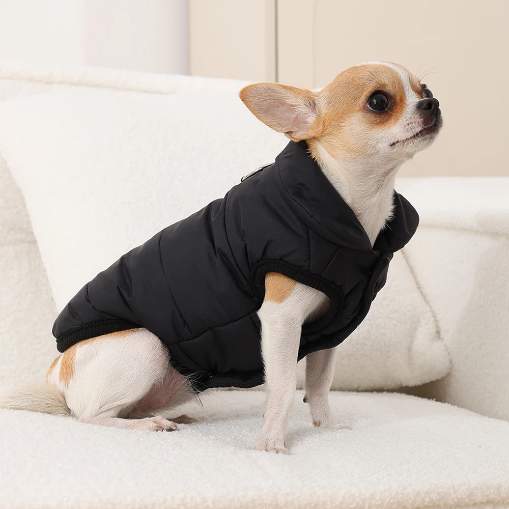 Un petit chihuahua portant une veste en polaire noire imperméable, assis sur un canapé blanc.