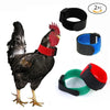 Un gallo negro con collar rojo y azul, mostrando accesorios para silenciar gallos.