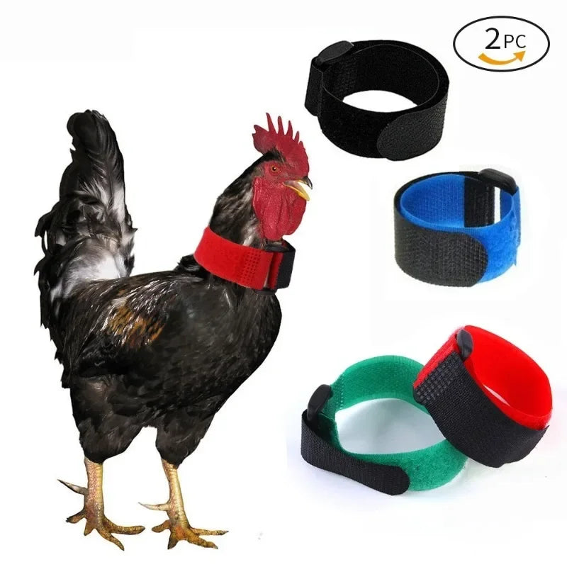 Un gallo negro con collar rojo y azul, mostrando accesorios para silenciar gallos.