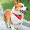 An orange and white dog wearing a red bandana collar while walking on a sidewalk.