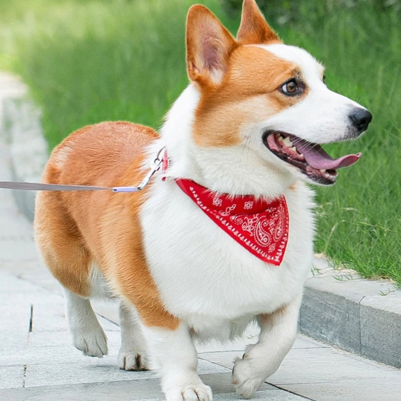 An orange and white dog wearing a red bandana collar while walking on a sidewalk.