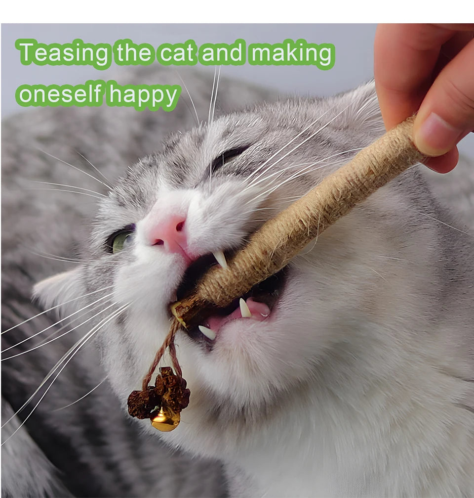 A cat is happily chewing a natural silvervine stick for dental health and relaxation.