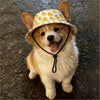 A small dog wearing a yellow duck print pet cap and black collar standing on a dark surface.