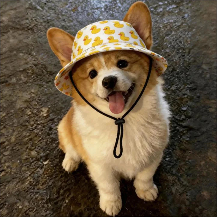 A small dog wearing a yellow duck print pet cap and black collar standing on a dark surface.