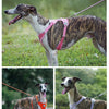A dog wearing a pink harness and leash is shown in a scenic outdoor setting.