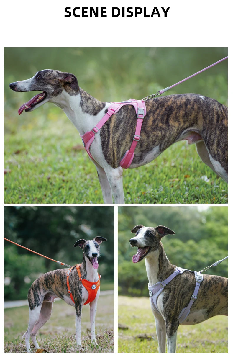 A dog wearing a pink harness and leash is shown in a scenic outdoor setting.
