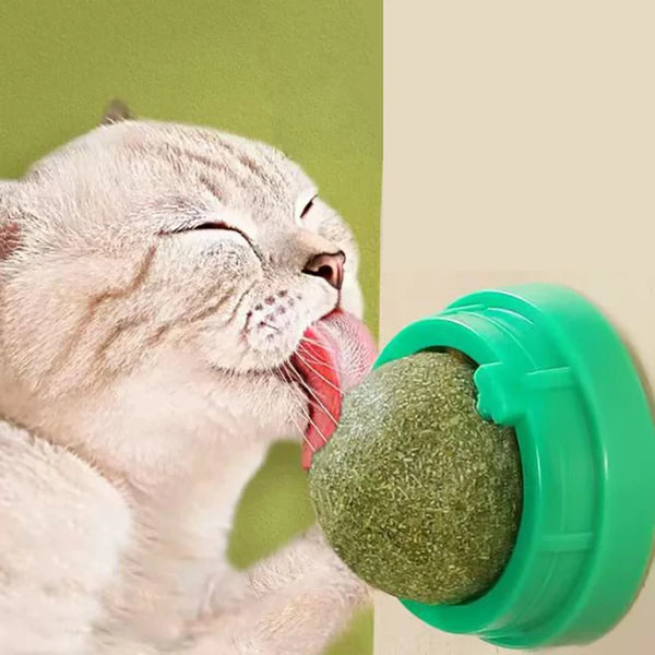 A fluffy gray cat is licking a green natural catnip wall scratching stick toy.