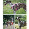 A dog wearing a pink harness and attached to a leash is shown outdoors.