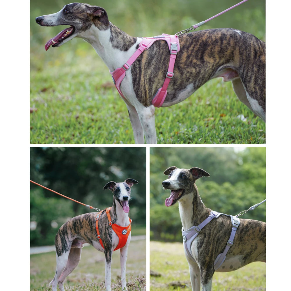 A dog wearing a pink harness and attached to a leash is shown outdoors.