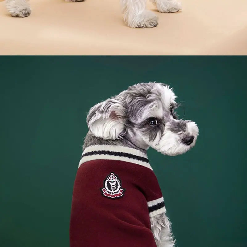 A grey and white dog wearing a maroon knit vest with a circular emblem.
