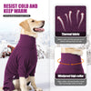 A golden retriever wearing a purple thermal fabric jumpsuit designed to keep dogs warm in winter.