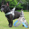 A black French Bulldog wearing a gray and blue adjustable harness vest outdoors.