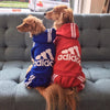 Zwei goldfarbene Hunde in blau-roten Adidas-Anzügen sitzen auf einem grauen Sofa.