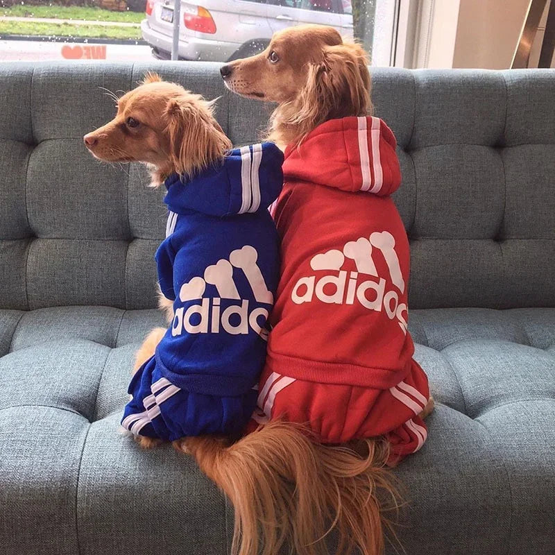 Zwei goldfarbene Hunde in blau-roten Adidas-Anzügen sitzen auf einem grauen Sofa.