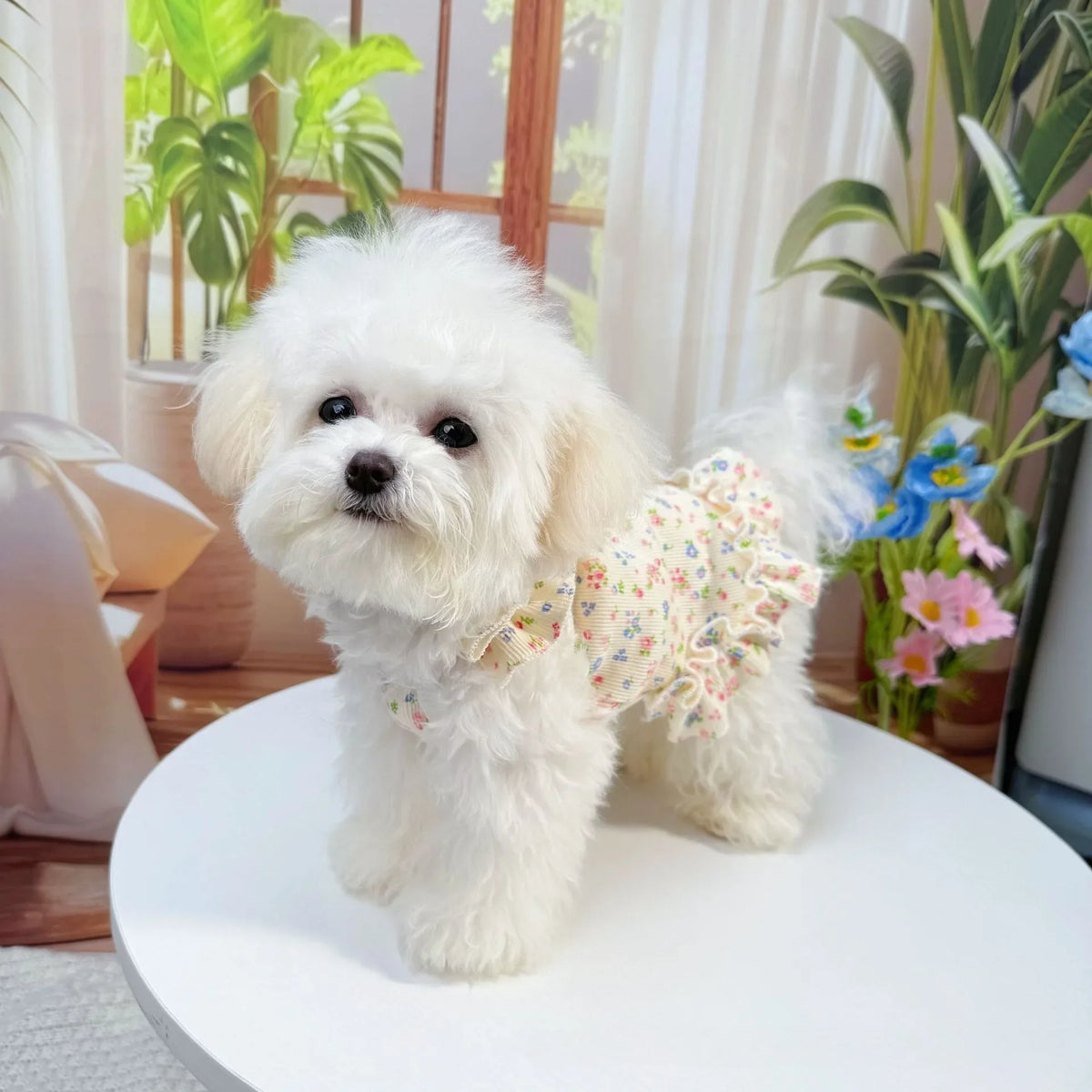 A fluffy white dog wearing a floral summer dress sits on a white surface near a window.