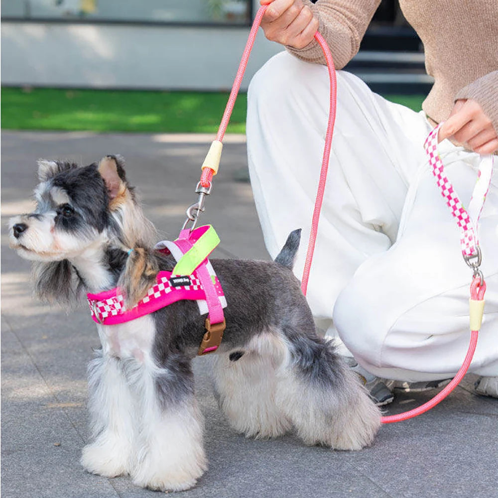 A small gray and white dog wearing a pink harness and attached to a leash being held by a person.