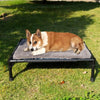 A brown and white Shiba Inu dog is relaxing on a portable elevated cot outdoors on green grass.