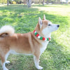 A light brown and white Shiba Inu dog wearing a colorful pet collar and bow tie set in a grassy outdoor setting.