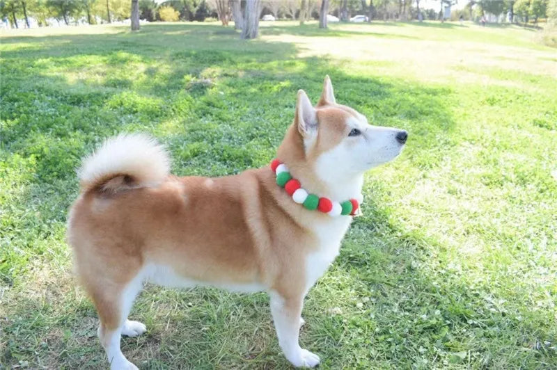 A light brown and white Shiba Inu dog wearing a colorful pet collar and bow tie set in a grassy outdoor setting.