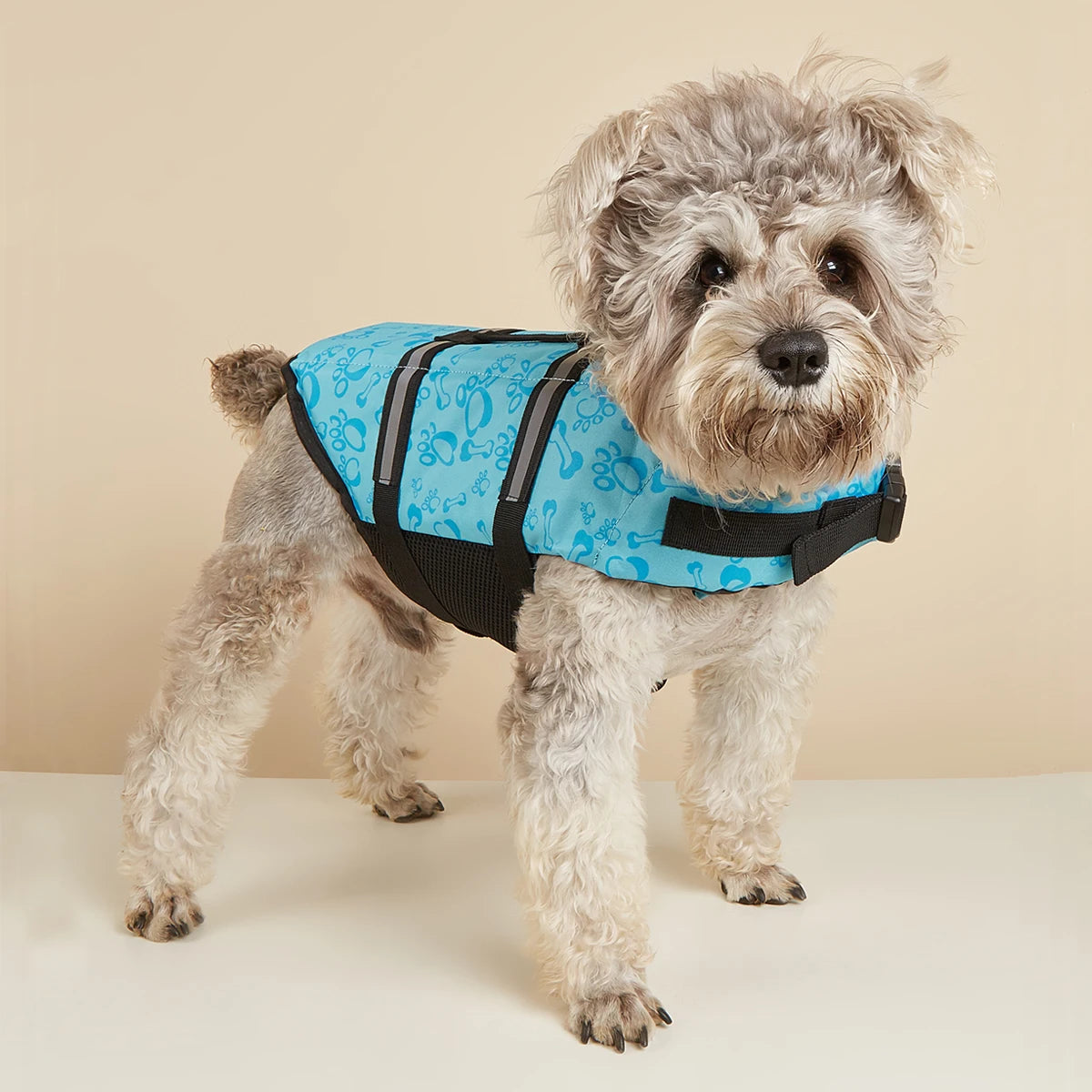 Un petit chien duveteux portant un gilet de sauvetage bleu vif et réfléchissant pour la baignade et la sécurité.