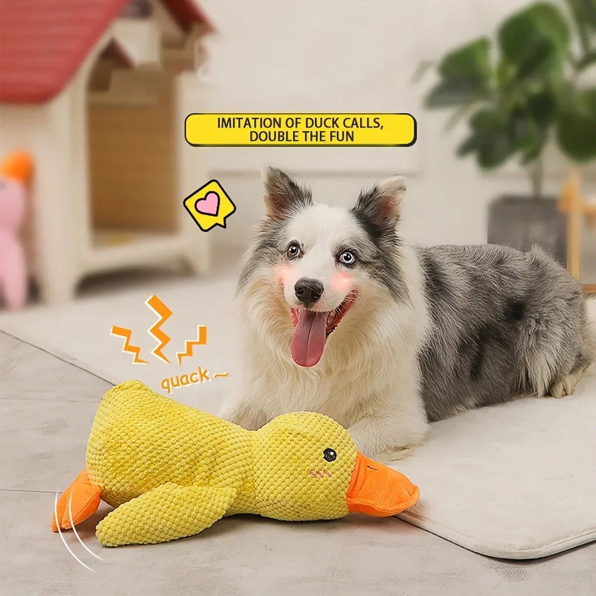 A white and gray dog is lying next to a yellow duck plush toy for dogs.