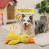 A white and gray dog is lying next to a yellow duck plush toy for dogs.