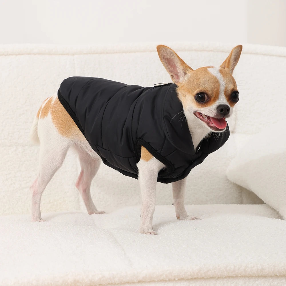 Un petit chihuahua portant une veste de flanelle noire imperméable pour l'hiver, assis sur une surface blanche.