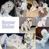 A collection of elegant princess cat harnesses and leashes featuring various fluffy cats.