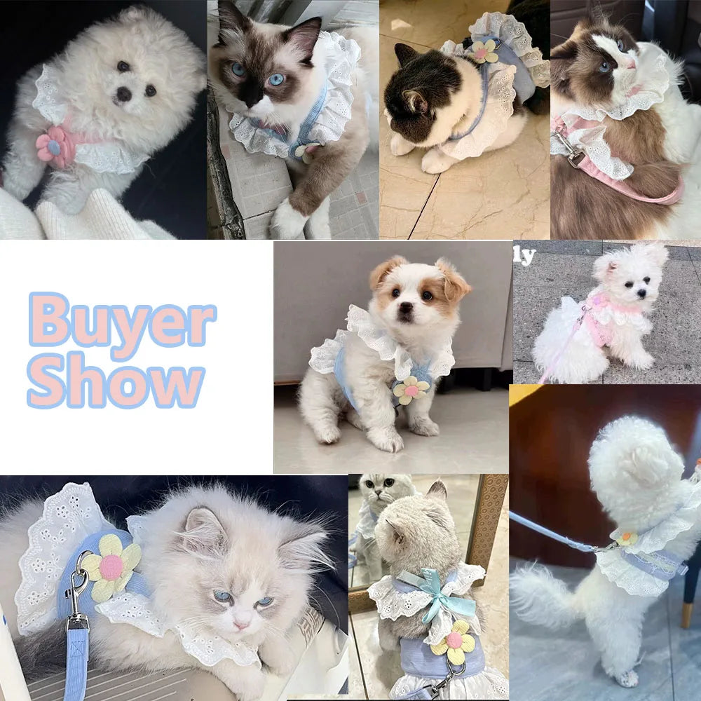 A collection of elegant princess cat harnesses and leashes featuring various fluffy cats.