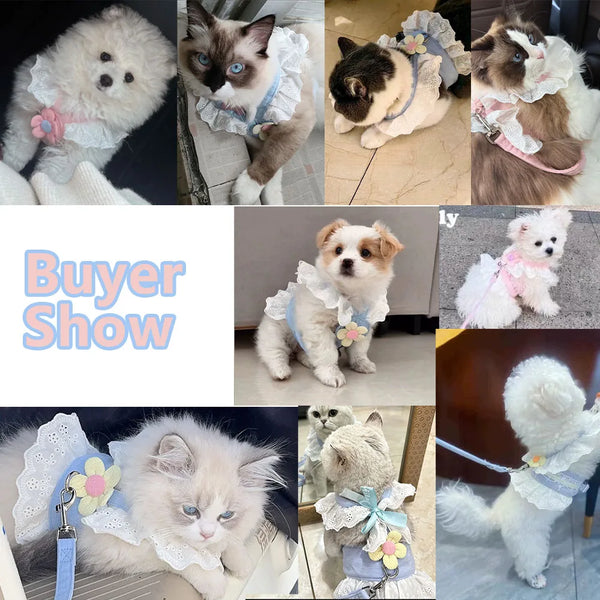 A collection of elegant princess cat harnesses and leashes featuring various fluffy cats.