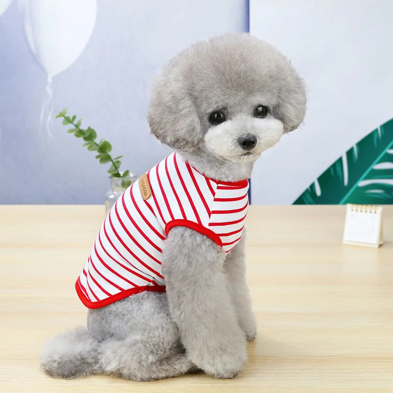 A fluffy gray poodle wearing a red and white striped sleeveless vest sitting on a wooden table.