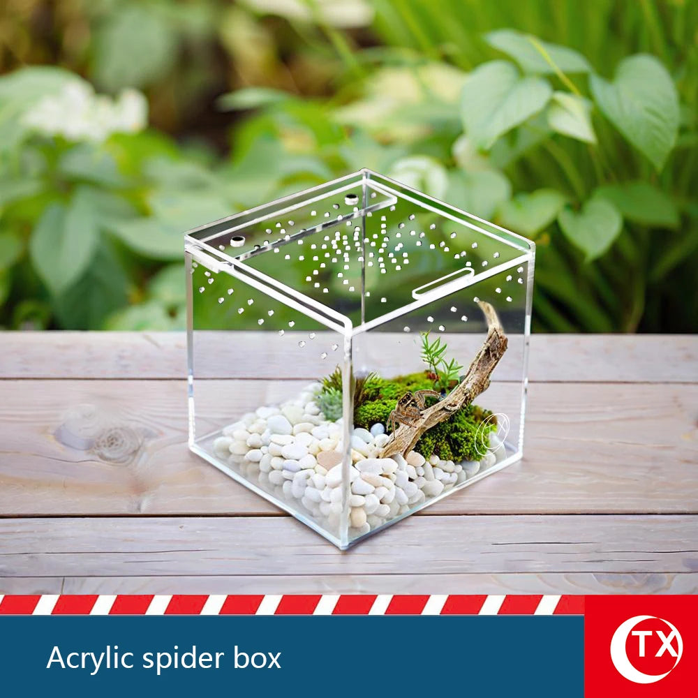 Caja de araña de acrílico transparente llena de guijarros blancos y musgo sobre una superficie de madera.