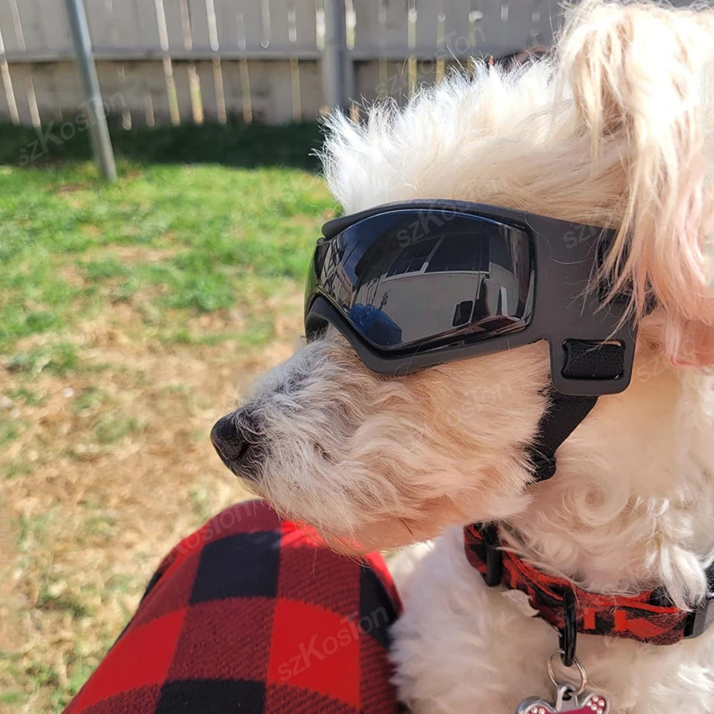 A light-colored dog is wearing black adjustable UV protection sunglasses outdoors.