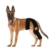 A German Shepherd dog wearing a black joint support rehabilitation harness.