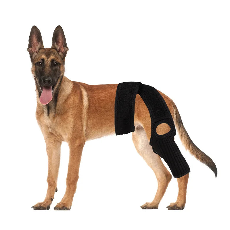 A German Shepherd dog wearing a black joint support rehabilitation harness.