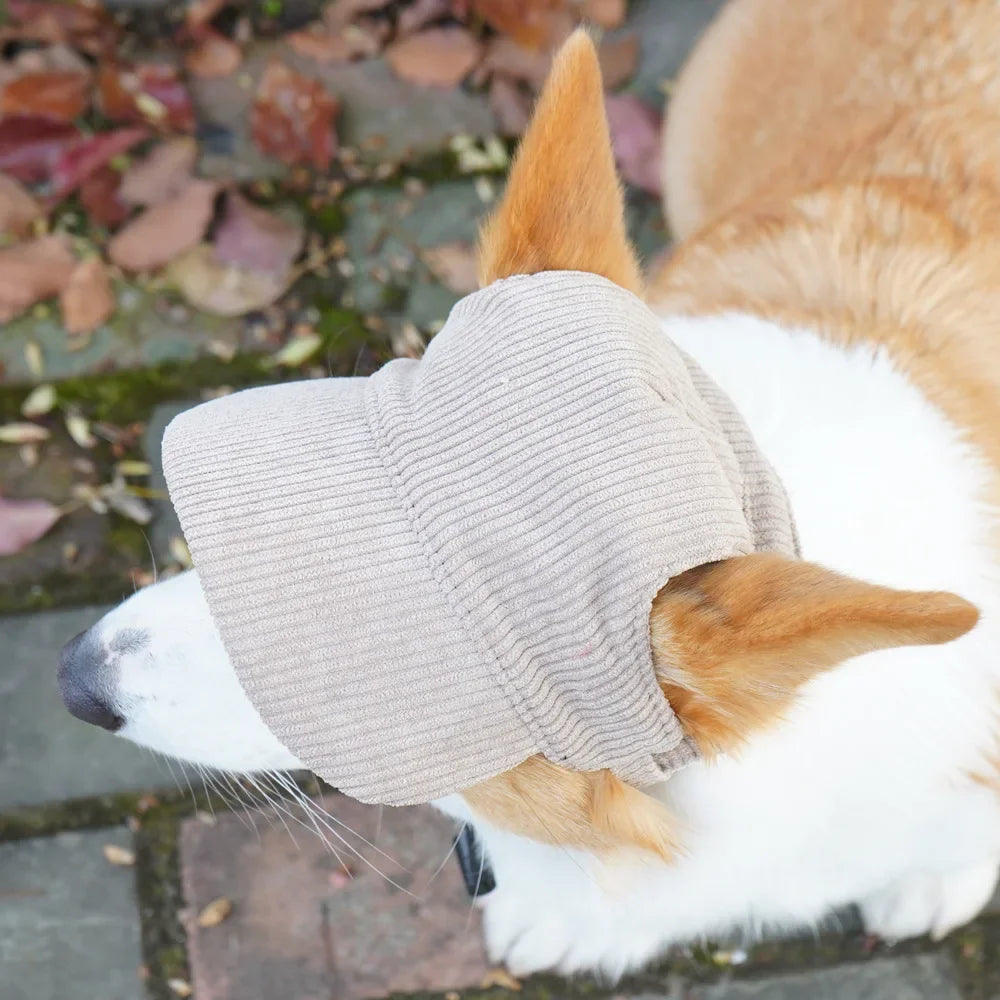 A light beige durable baseball cap is placed on the nose of a white and tan dog.