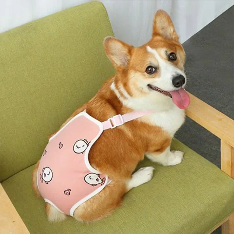 Glücklicher orange und weißer Hund mit pinkem, verstellbarem Halsband auf einem grünen Stuhl.