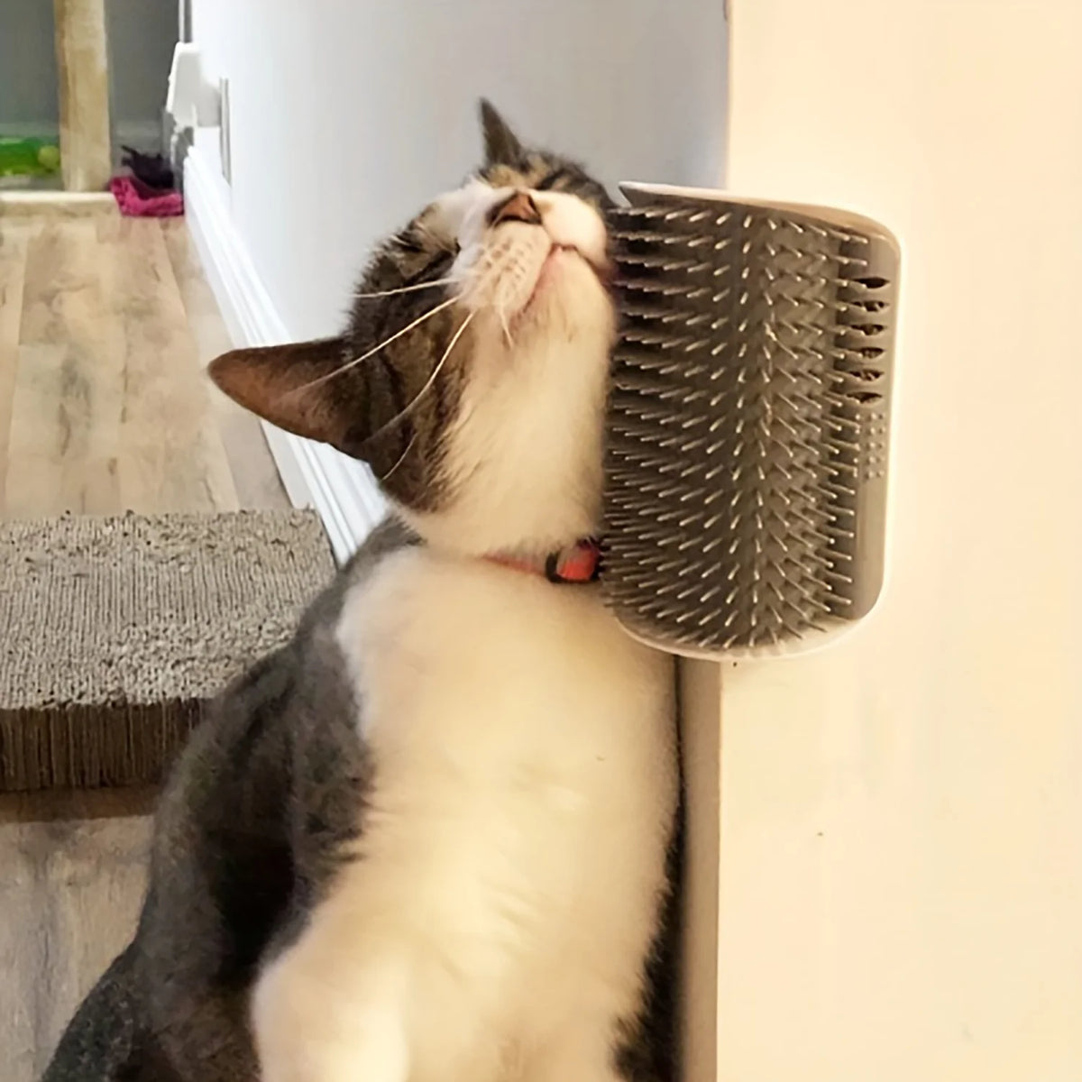 A domestic cat looks up and grooms its face with a wall-mounted massage comb.