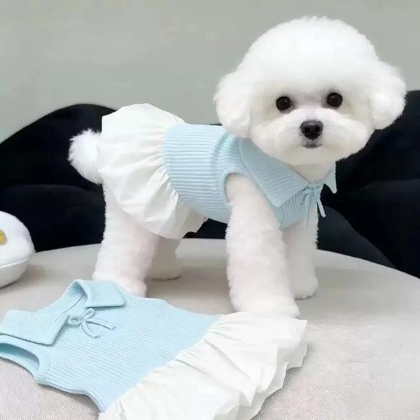 A fluffy white dog wearing a light blue summer lightweight polo dress and matching bottoms.