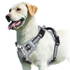 A light-colored dog wearing a gray and white padded pet vest harness.