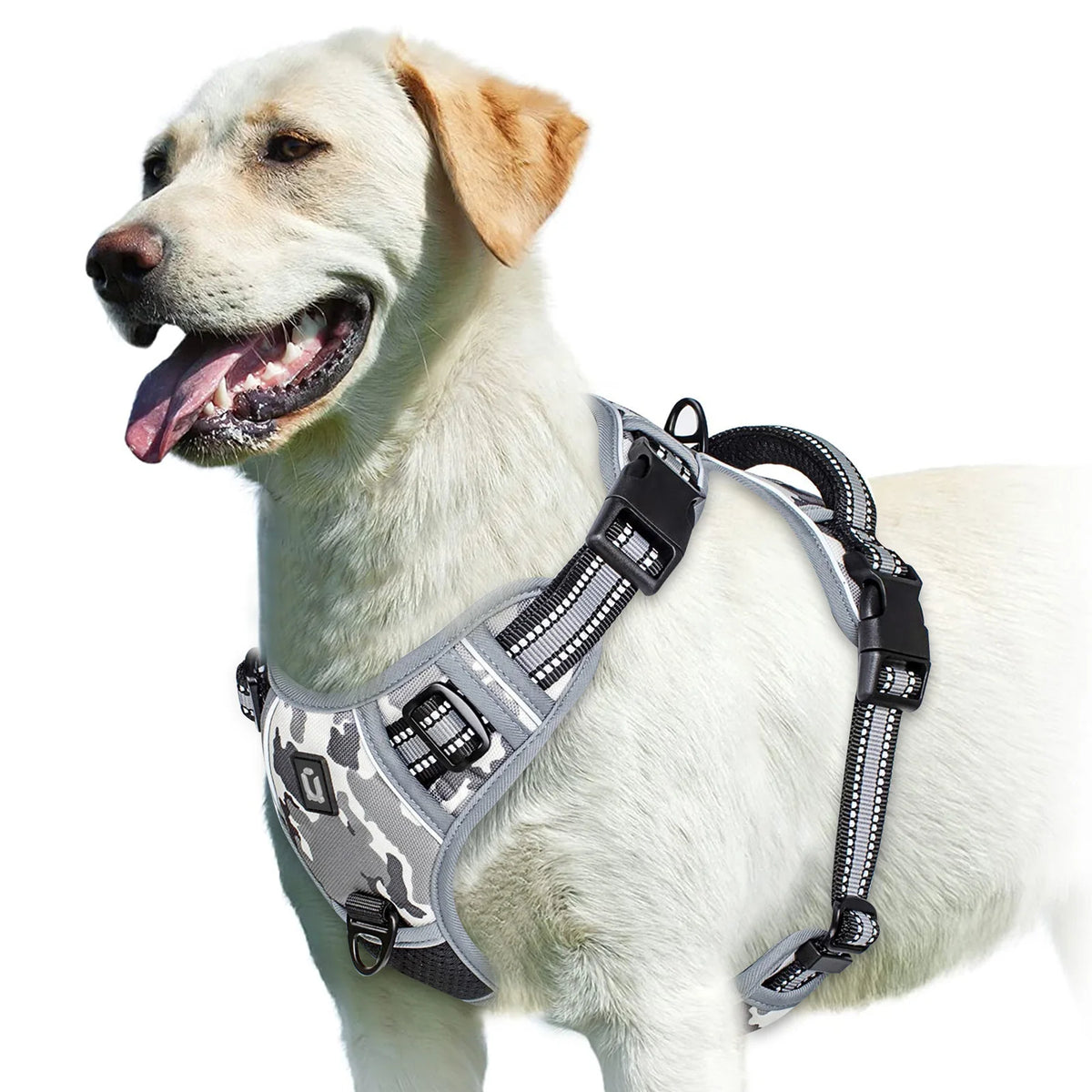 A light-colored dog wearing a gray and white padded pet vest harness.