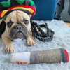 A fawn-colored pug wearing a colorful knitted hat is lying on a white fluffy surface next to a rolled-up bandage.