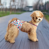 Ein goldfarbener Pudel trägt wiederverwendbare Hundschnallshorts im Freien.