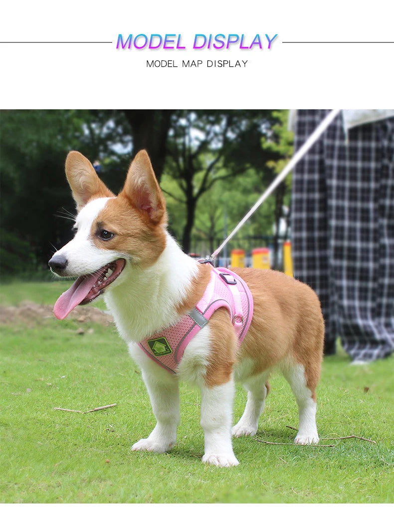 A small, tan and white dog wearing a pink mesh harness with reflective strips in a grassy outdoor setting.