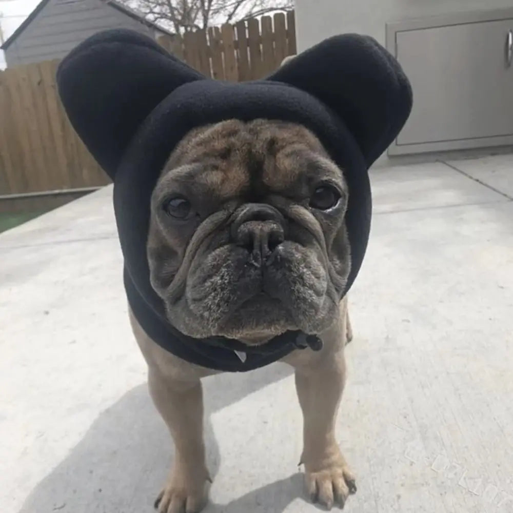A fawn-colored dog wearing a black fleece winter hat with large ears, standing outdoors.