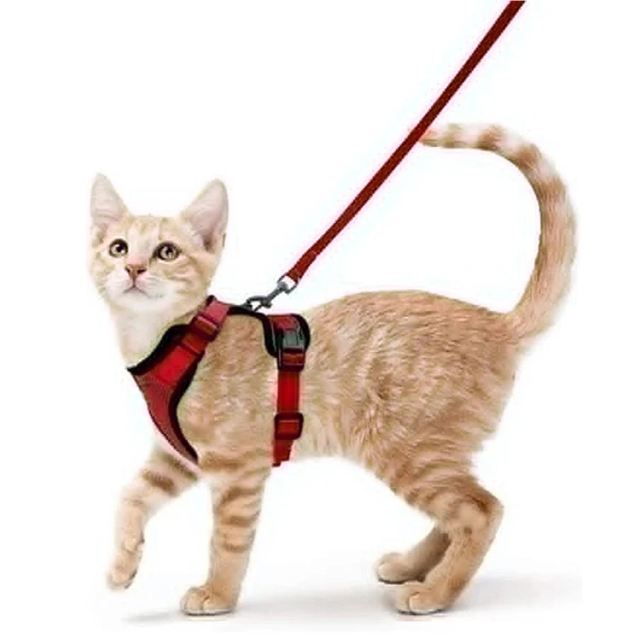 Eine orangegestreifte Katze trägt ein rotes, verstellbares Geschirr und eine Leine.