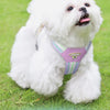A white dog wearing a purple harness is lying on green grass.